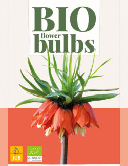 Organic Fritillaria Rubra Prepack