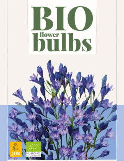 Organic Triteleia Corrina Prepack