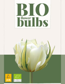 Organic Tulip White Emperor Prepack
