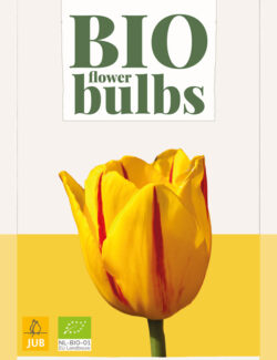 Organic Tulip Flame Prepack