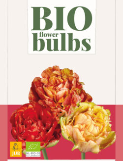 Organic Tulip Gudoshnik Double Prepack