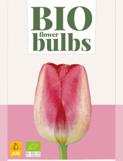 Organic Tulip Judith Leyster Prepack