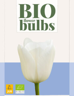 Organic Tulip Royal Virgin Prepack