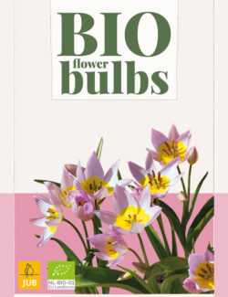 Organic Tulip saxatlisi Prepack