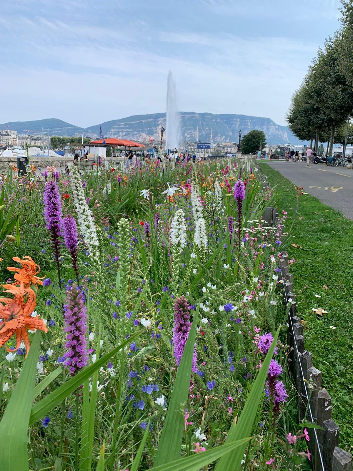Mixture Geneva - Biodiverse