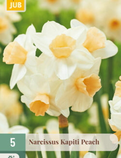 Narcissus Kapiti Peach Prepack