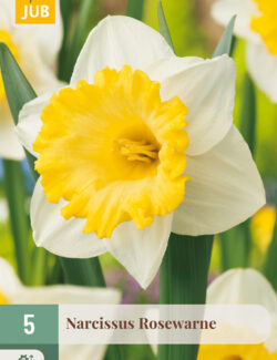 Narcissus Rosewarne Prepack
