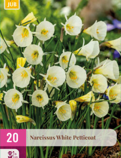 Daffodil White Petticoat XXL Pack