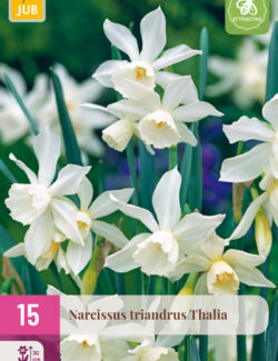 Narcissus triandrus Thalia XXL pack