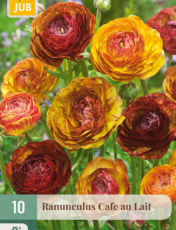 Ranunculus Cafe au Lait Prepack