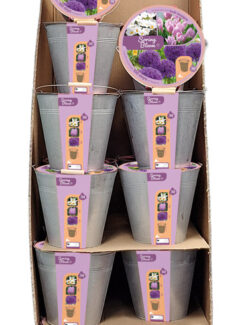 Spring Bloom Buckets Retail Demi-Pallet