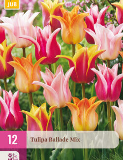 Tulip Ballade Mix XXL Pack