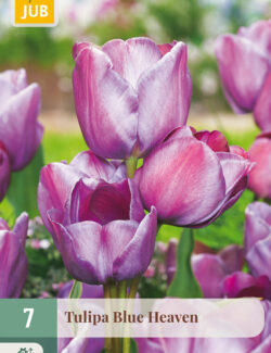 Tulip Blue Heaven Prepack