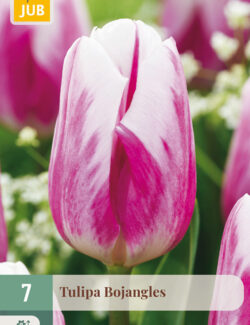 Tulip Bojangles Prepack