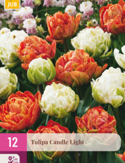 Tulip Candle Light XXL Pack