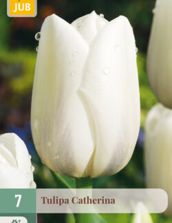 Tulip Catherina Prepack