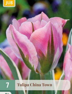 Tulip China Town Prepack