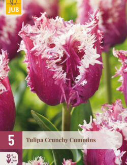 Tulip Crunchy Cummins Prepack