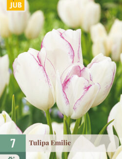 Tulip Emilie Prepack