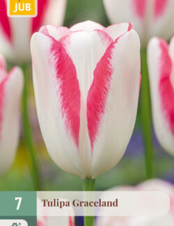 Tulip Graceland Prepack