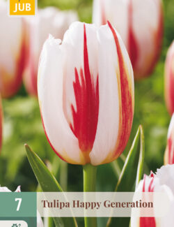Tulip Happy Generation Perpack
