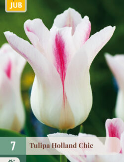 Tulip Holland Chic Prepack