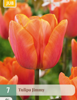Tulip Jimmy Prepack