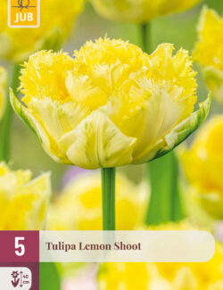Tulip Lemon Shoot Prepack
