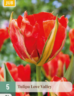 Tulip Love Valley Prepack