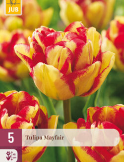 Tulip Mayfair Prepack