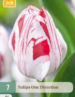 Tulip One Direction Prepack
