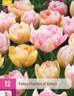 Tulip Peaches and Kisses Mix XXL Pack
