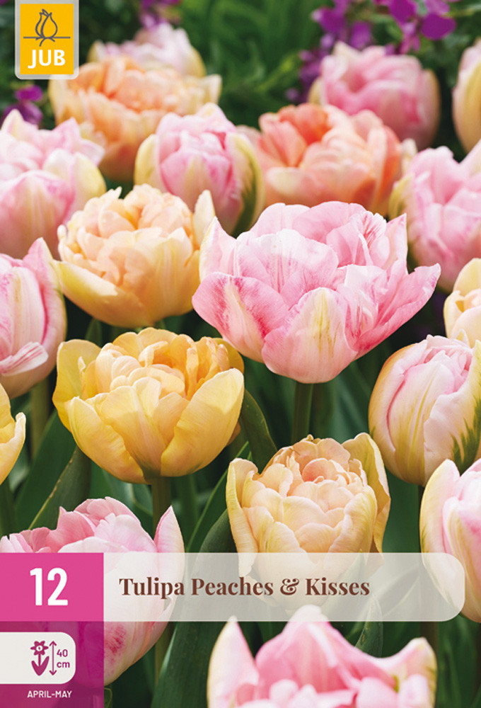 Tulip Peaches and Kisses Mix XXL Pack