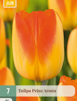 Tulip Prinz Armin Prepack