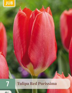 Tulip Red Purissima Prepack