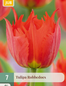Tulip Robbedoes Prepack
