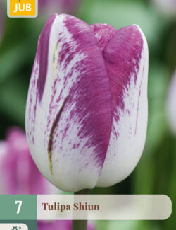 Tulip Shiun Prepack
