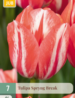 Tulip Spryng Break Prepack