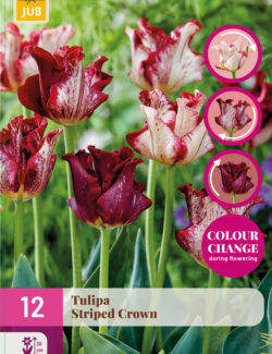 Tulip Striped Crown XXL Pack