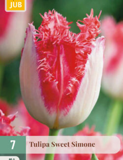 Tulip Sweet Simone Prepack