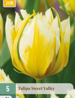 Tulip Sweet Valley Prepack