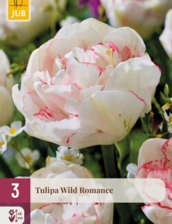 Tulip Wild Romance Prepack