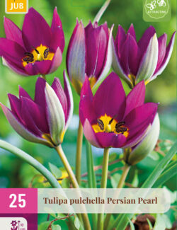 Tulip Persian Pearl XXL Prepack