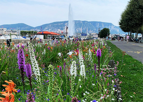 Summer bulbs mixture Geneva