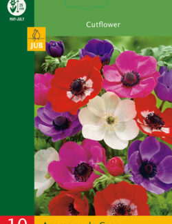 Anemone de Caen Pack of 10