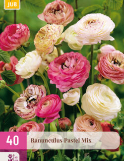 Ranunculus Pastel Mix XXL Pack