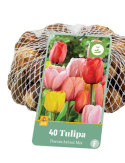 Netlon Tulip Darwin Hybrid Mix
