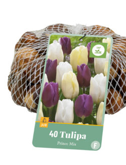 40 Tulip Prince Mix Netlon