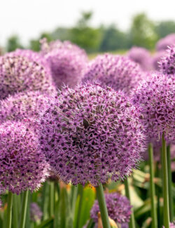 Large Flowering Allium Lucky Balloons