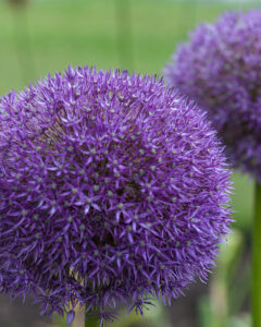 Allium Pinball Wizard